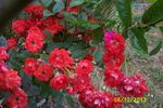Golden Salmon rose photo