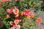 Bendigold rose photo