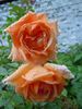 Raymond Carver rose photo