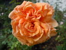 Raymond Carver rose photo
