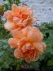 Raymond Carver rose photo