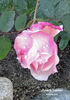 Hovyn de Tronchère rose photo