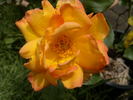 Jubilee 150 rose photo
