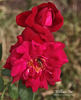 William Orr rose photo