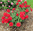 Oh My ! rose photo