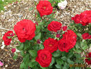 Oh My ! rose photo