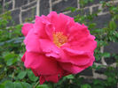 Janet Morrison rose photo