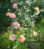 Inspiration rose photo