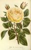 Jaune d'Or rose photo