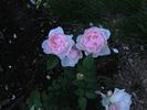 Dawn Star rose photo
