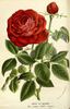 Madame Joséphine Guyet rose photo