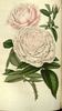 Queen Victoria rose photo