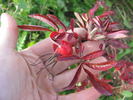Rote Hannover rose photo