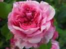 Schön Ingeborg rose photo