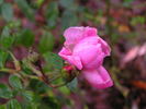 1-72-1DLFED3 rose photo