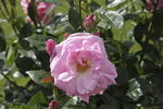 Wise Woman rose photo