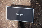 Taupo ® rose photo