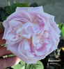 Jeanne Corboeuf rose photo