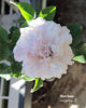 Silver Queen rose photo