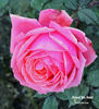 Grand-Duc Henri rose photo