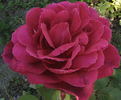 Madame de Carbuccia rose photo