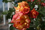 Solar Flair rose photo