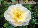 Green 'n' Gold rose photo