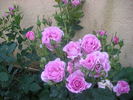 Serenissima rose photo