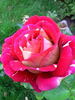 Pestraja Fantazija rose photo