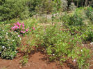 SV-2011-RLSxV rose photo