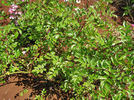 SV-2011-RLSxV rose photo