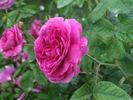 Belle Herminie rose photo