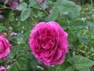 Belle Herminie rose photo