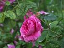 Belle Herminie rose photo