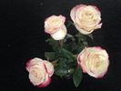 Sweetness rose photo
