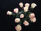 Sweetness rose photo