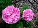 Reine des Centfeuilles rose photo