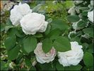 Merveille de Lyon rose photo