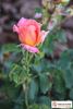Federico Casas rose photo