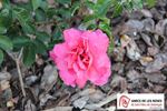 Francesch Matheu rose photo