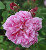 Belle des Jardins rose photo