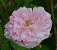 Belle des Jardins rose photo