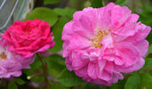 Ben Cant rose photo