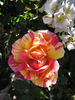 SV-2010-WRxNP rose photo