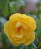 HRH Prince Paul of Yugoslavia rose photo