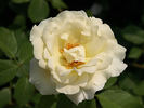 Bambina rose photo