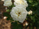 Bianco rose photo