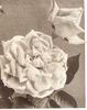 President Wilson rose photo
