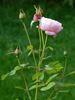 Queen Anne rose photo