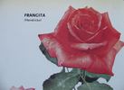 Francita rose photo